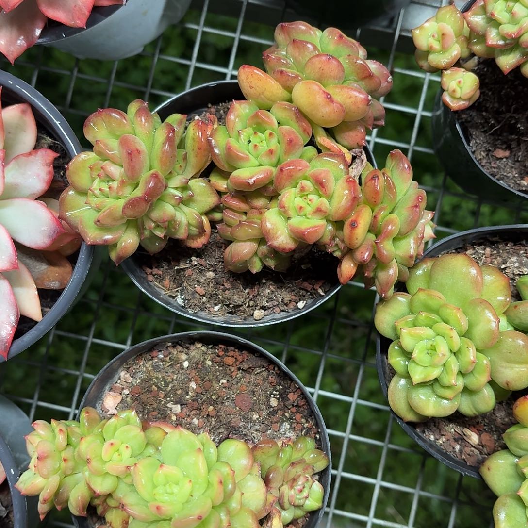 苹果花新品多肉12㎝盆参考