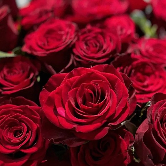 高原红20支云南基地直发小花型家用水培鲜切花包邮鲜花花卉