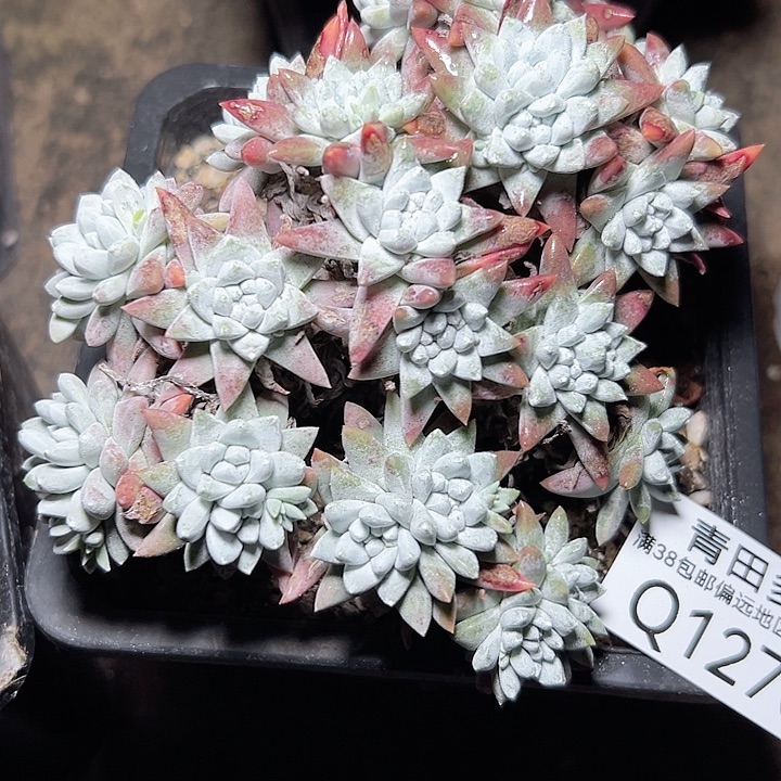 小鹿多肉福利多多1270