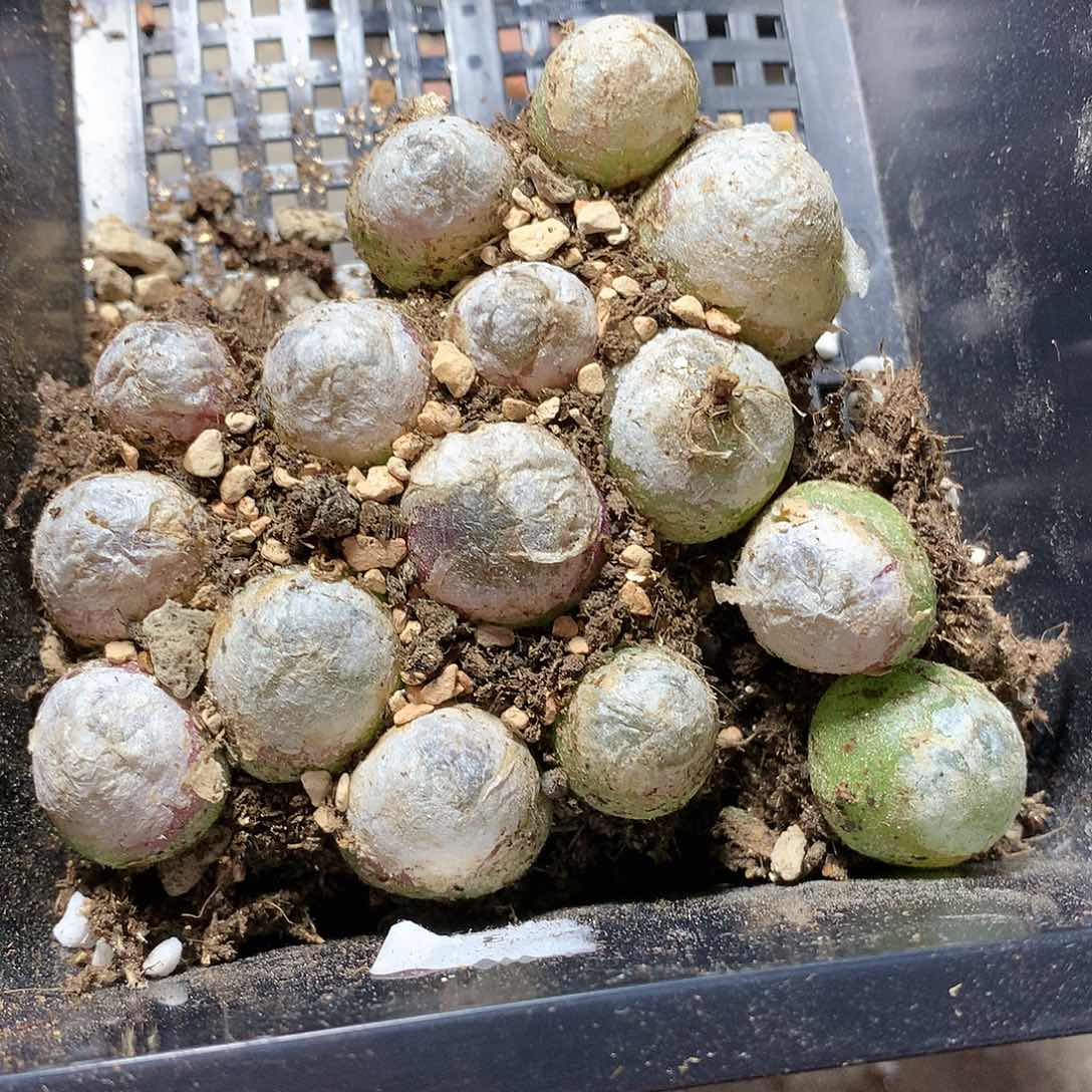 E176多肉植物保护研究所