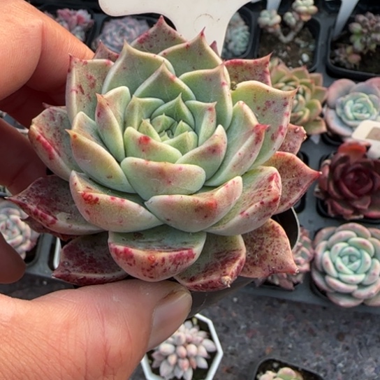 181杂多肉植物多肉