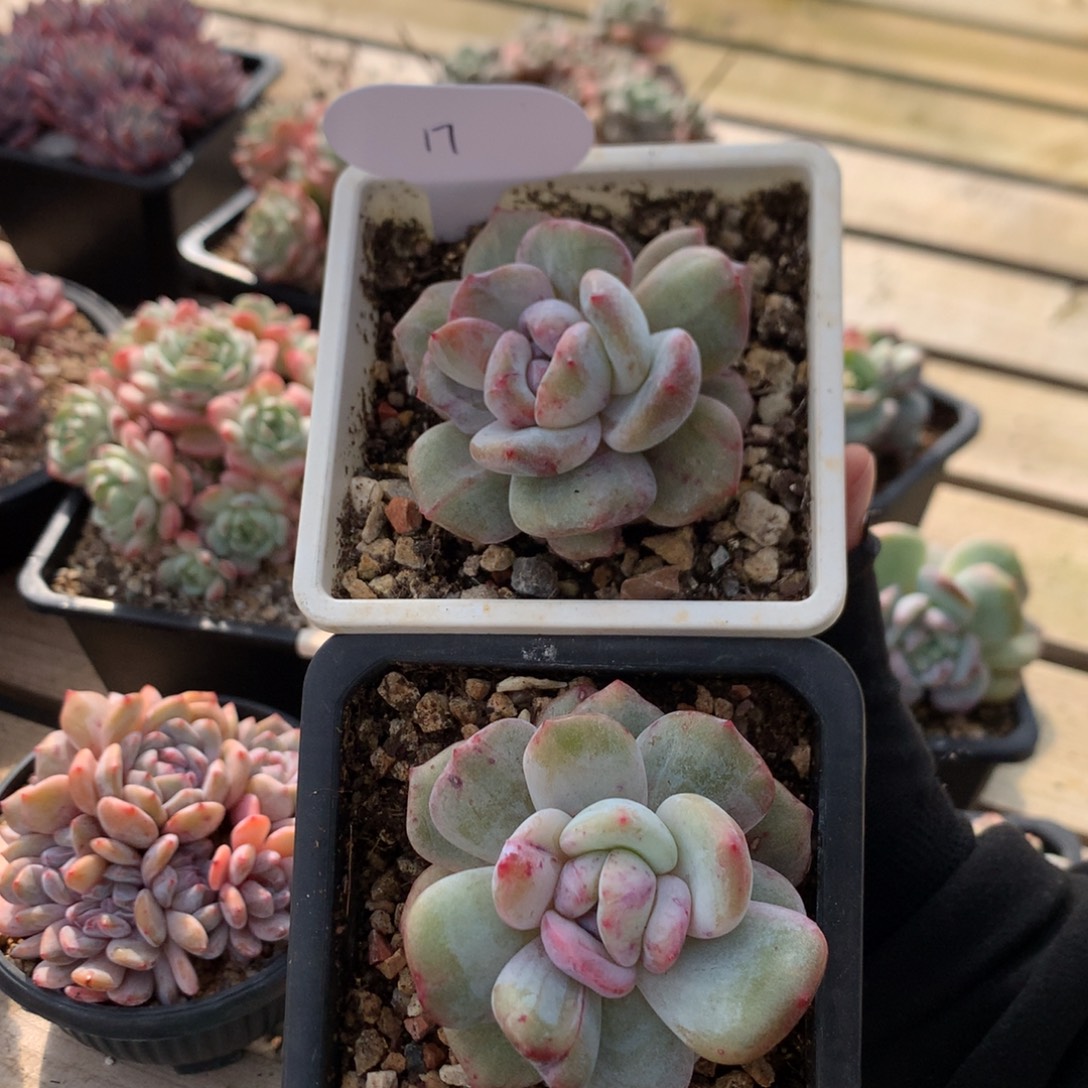 拉丝红锦星影石化 17