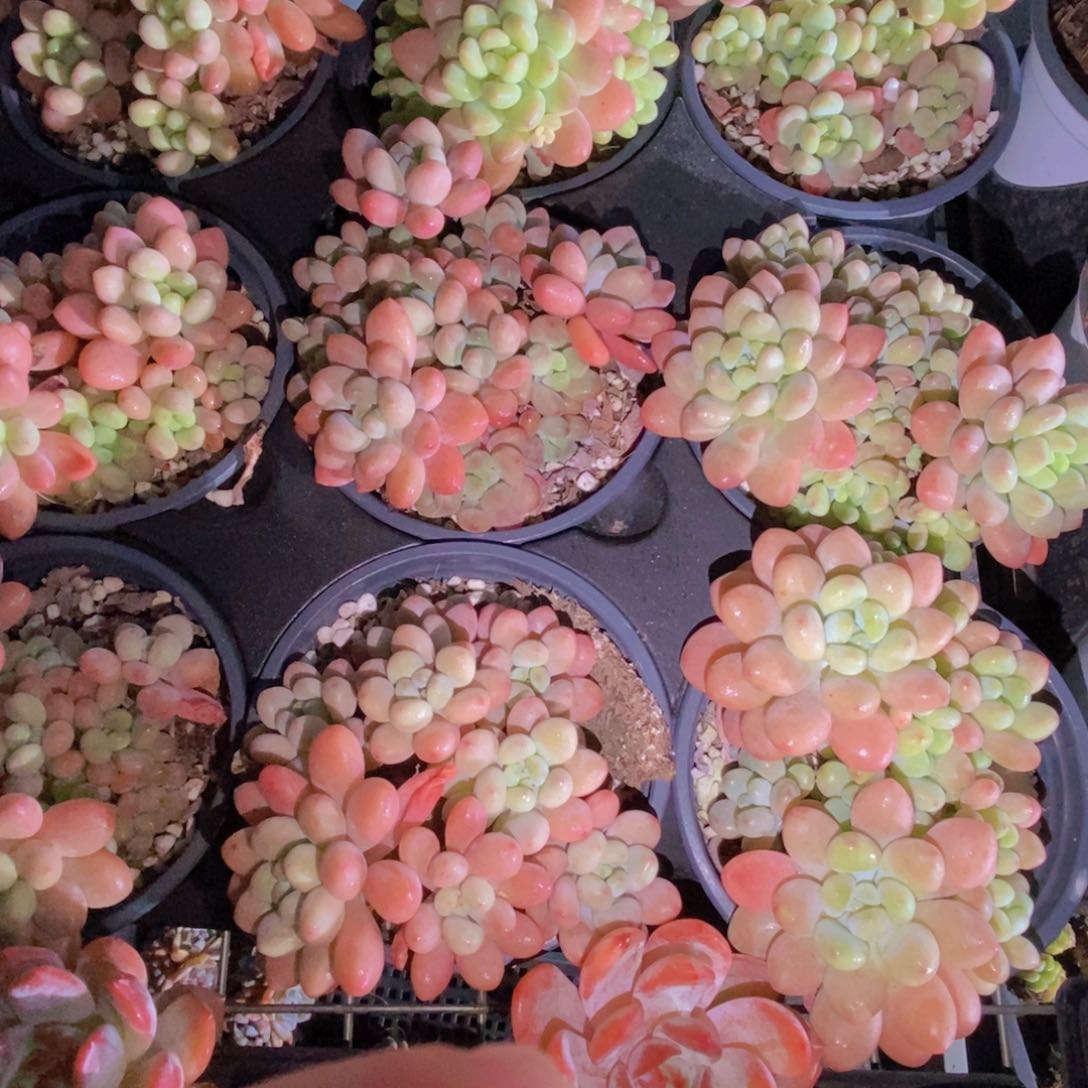 量拍8号 精品果冻鱼子酱群一个