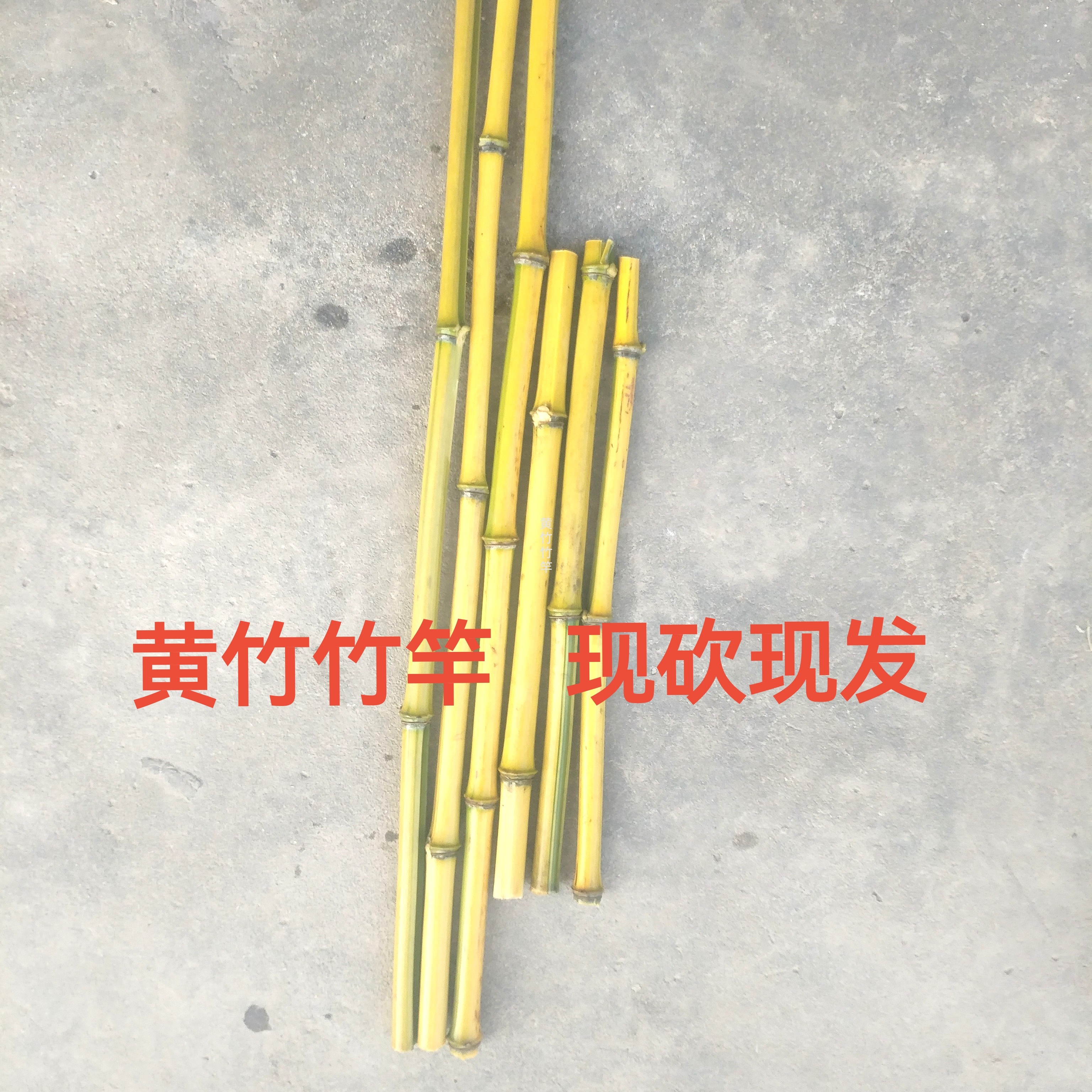 黄竹竹竿现砍现发