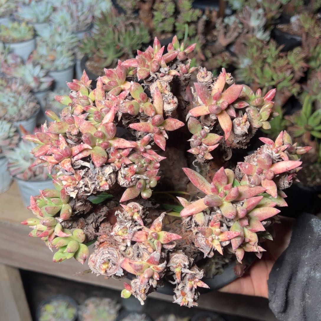 2669绿菊哈哈哈哈哈哈哈哈