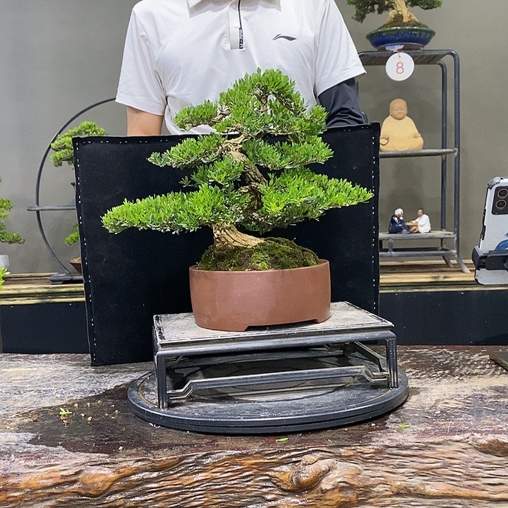 完全开放黄杨盆景四季常青