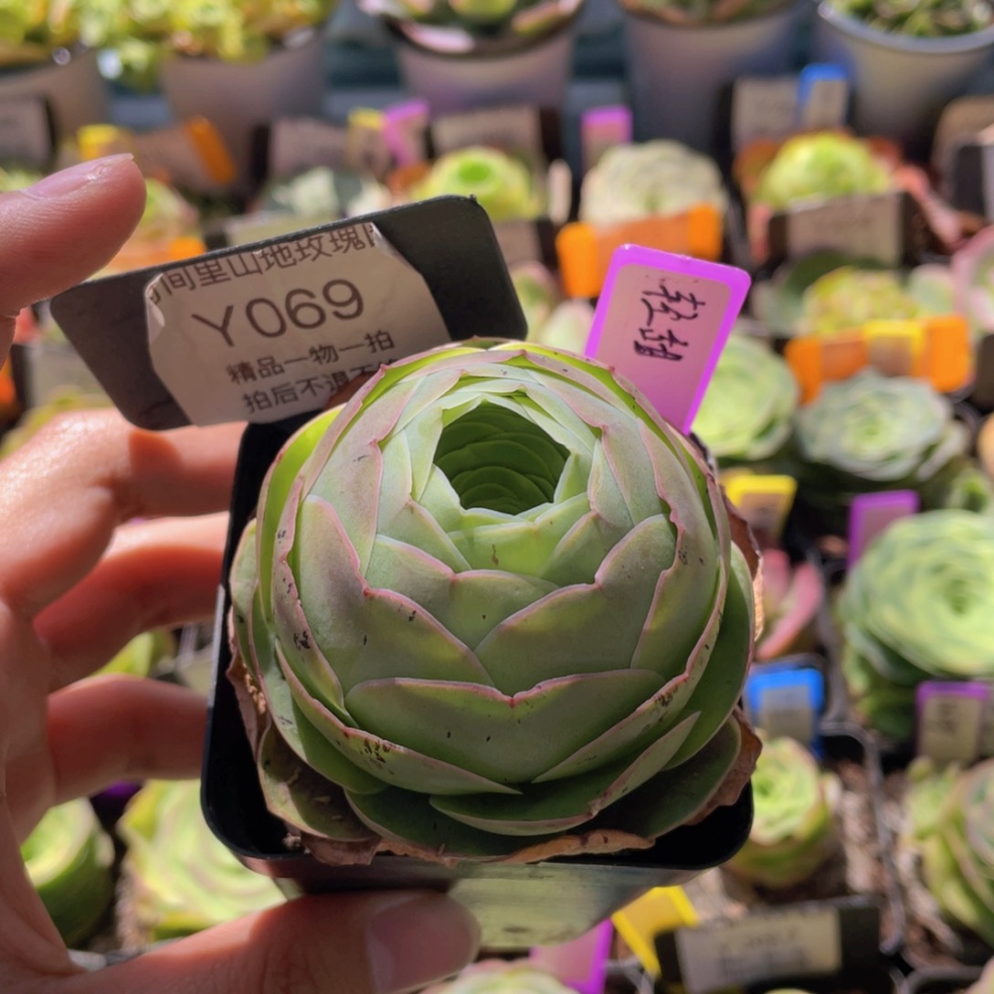 轻甜多肉玫瑰069一物一拍