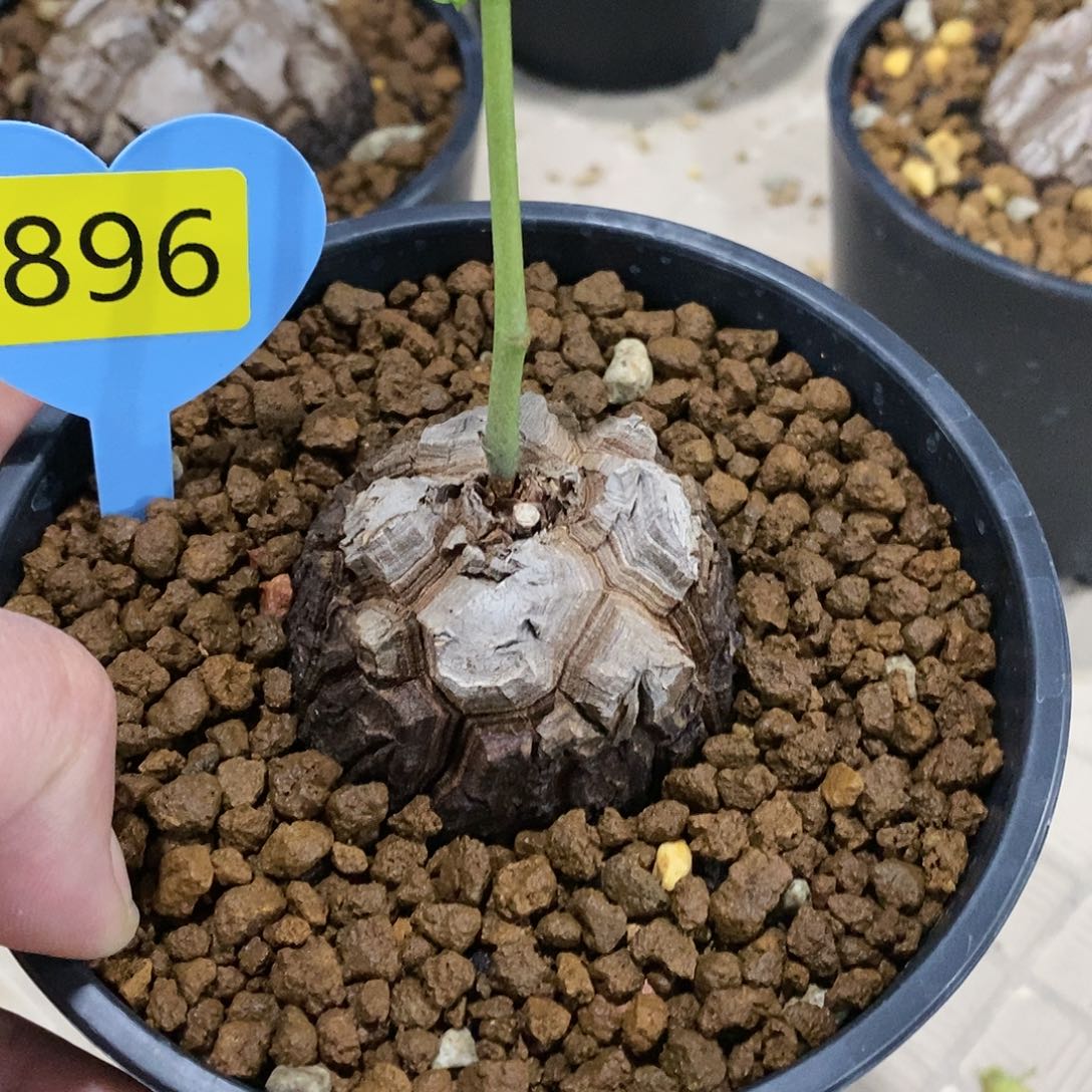 大**哥南非龟甲龙龟甲龙