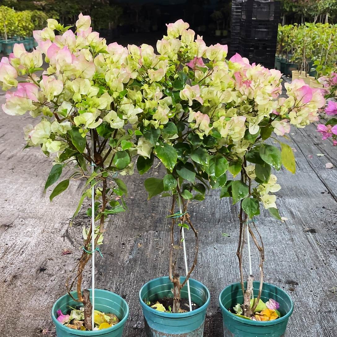 大部分花苞少量开放绿樱带竹一颗