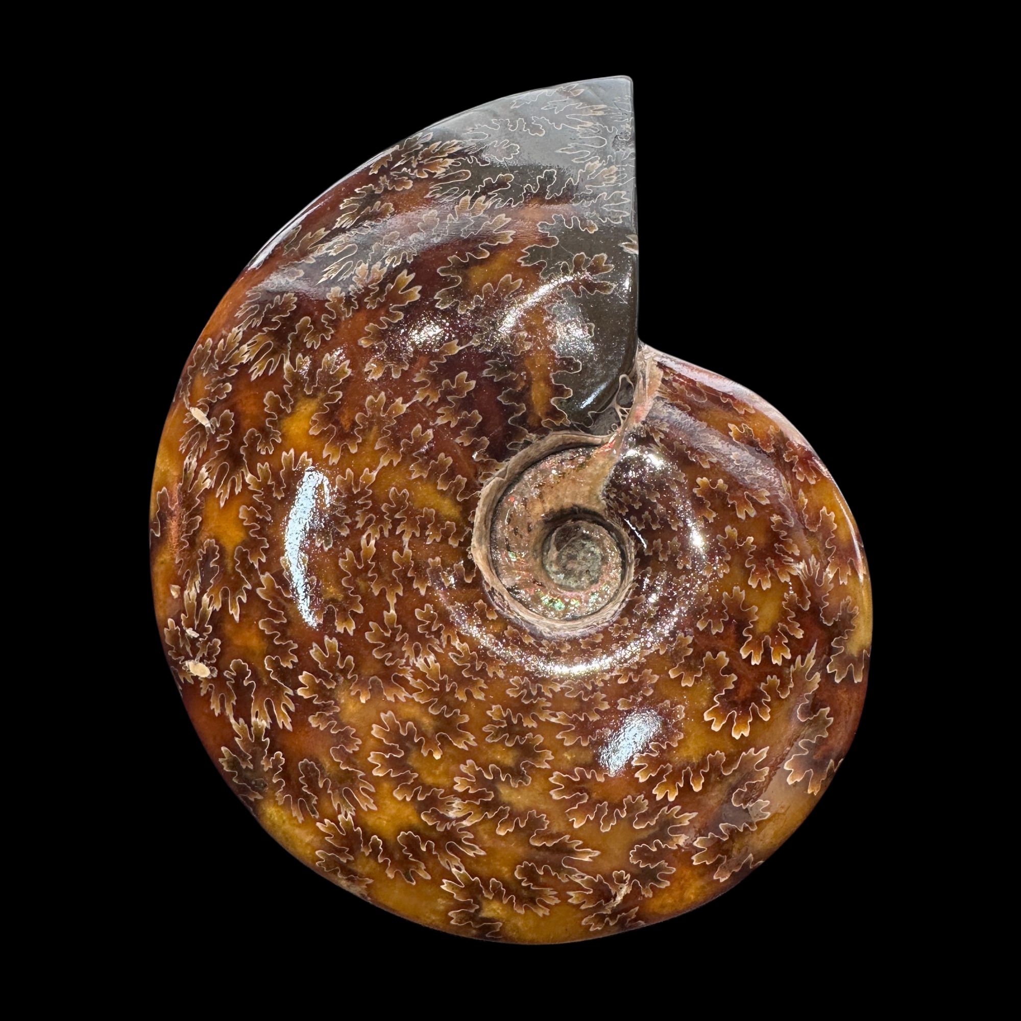 【 叶菊石（手把件）】尺寸130.6mm 玉化 马达加斯加 古贝壳 N7