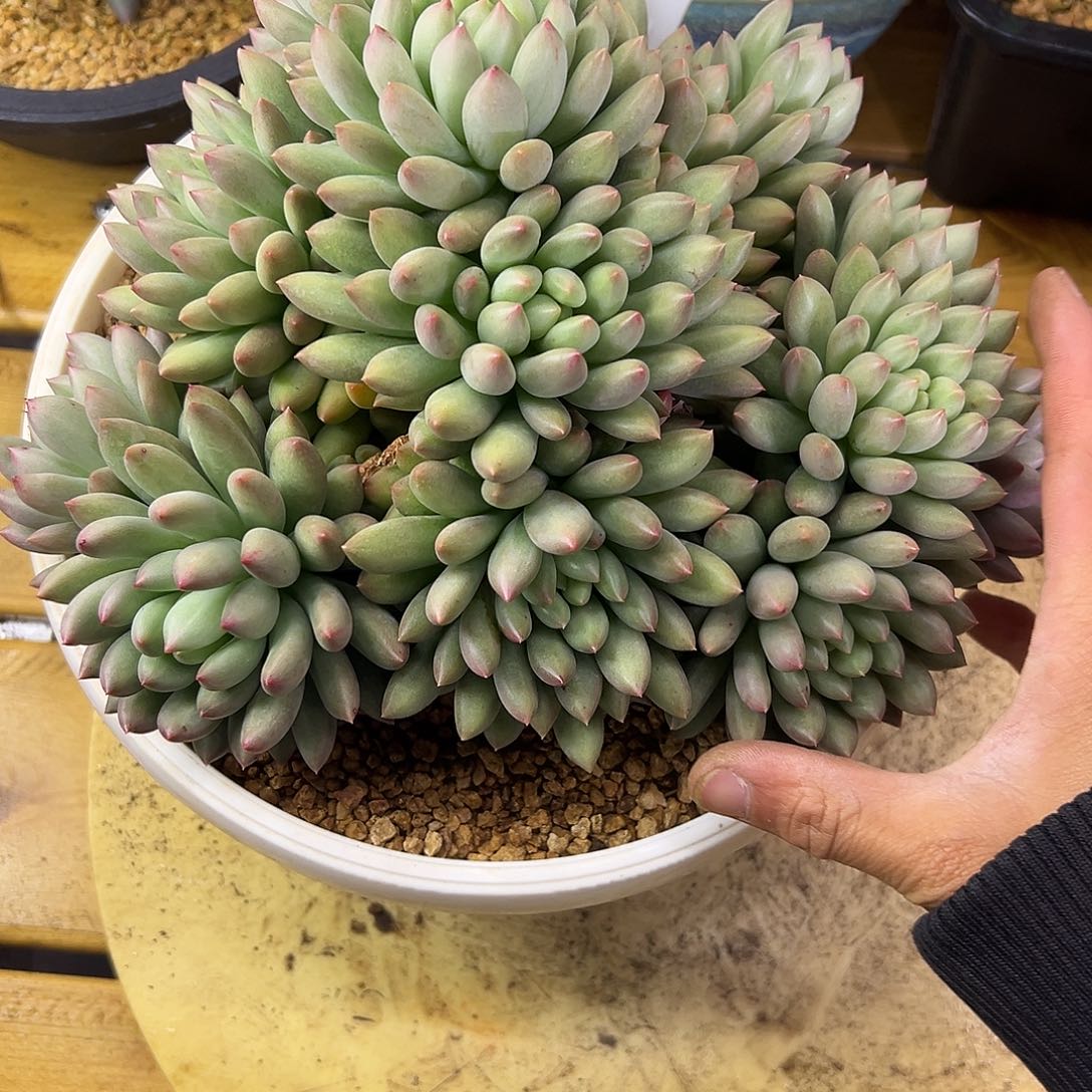 121岩字。   多肉吧。  