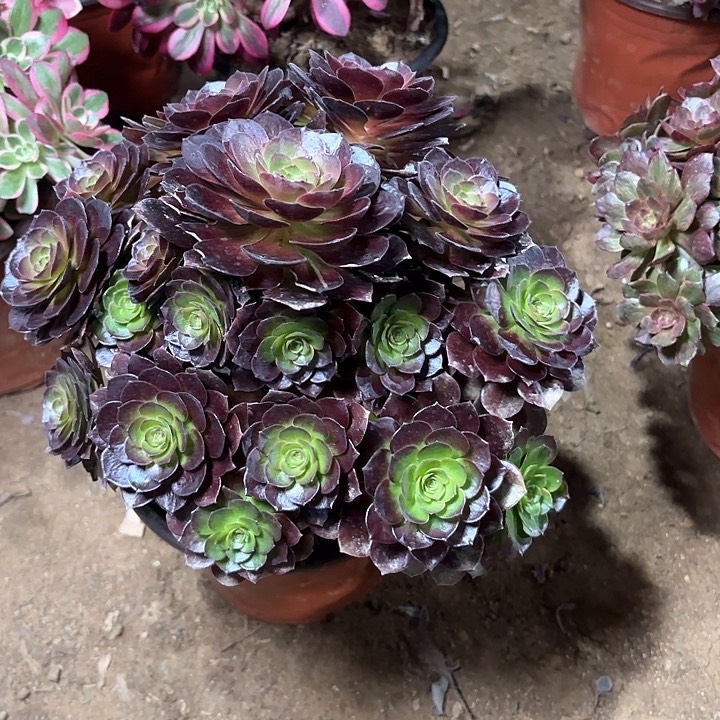 多肉植物赤焰莲46