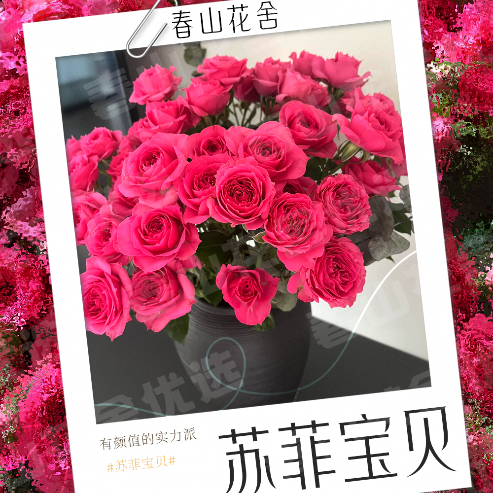 【苏菲宝贝】多头玫瑰丨赠营养液拍两单发：顺丰或冷链（送货上门）