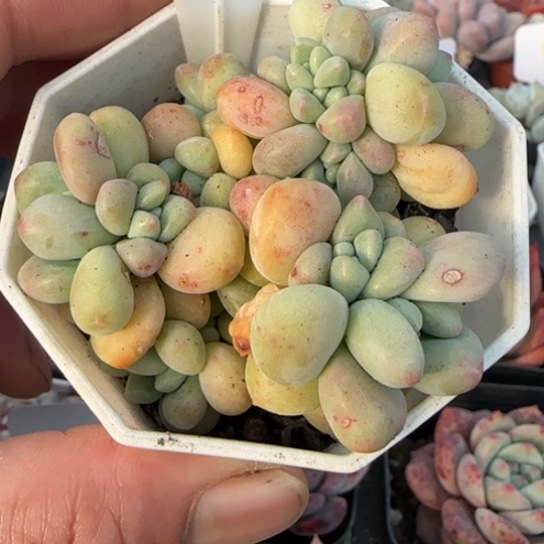 756奶酪蛋糕一物一拍多肉