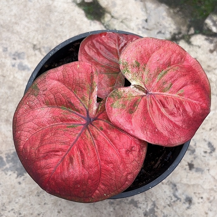 57-1230彩叶芋广东现货