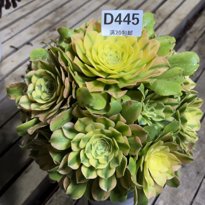 瑞妈一物一拍445