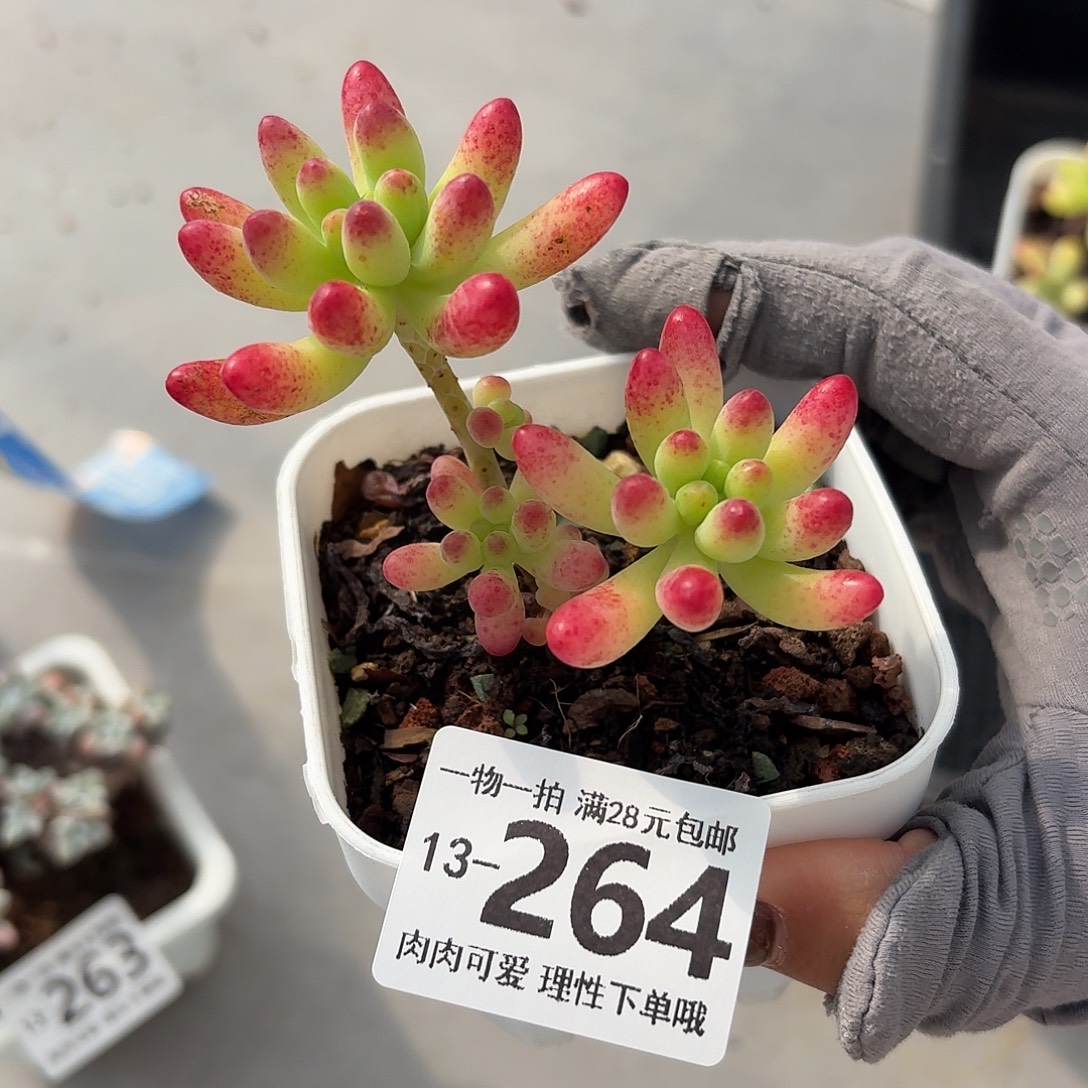 果冻乙女心无盆土发货