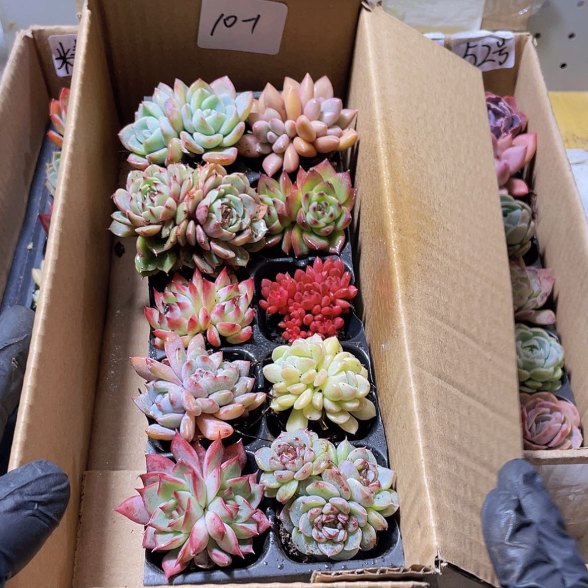 【闪购商品】10颗-1号约4厘米