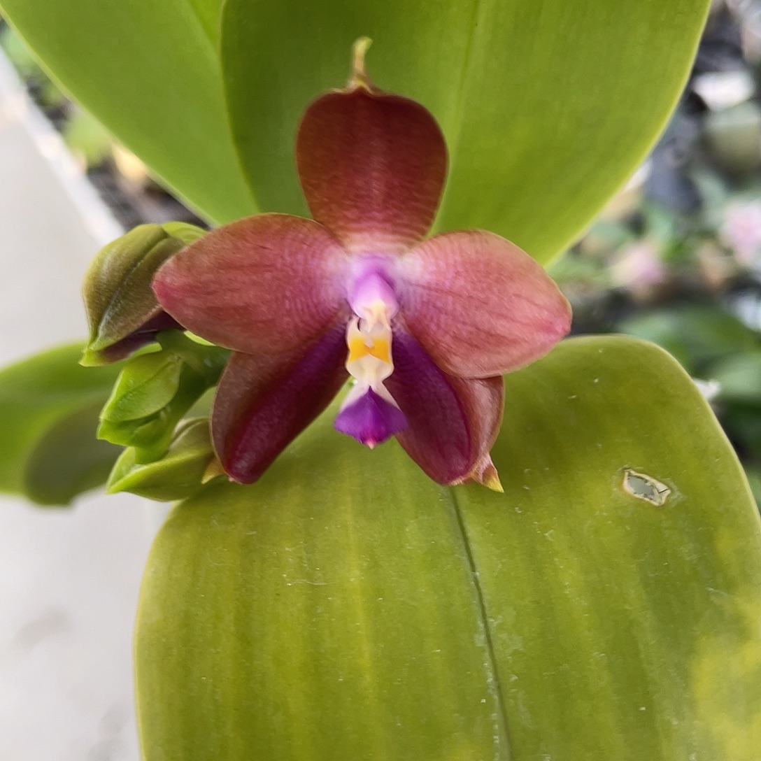 完全开放根系 不售后 开花株30号