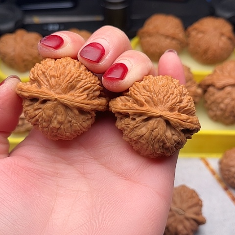 文玩核桃把件白狮子修42