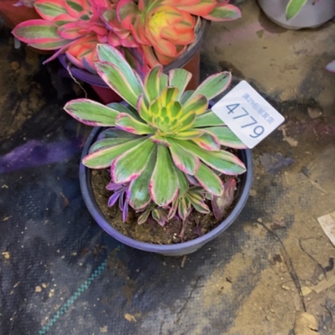 微锦锦多肉植物4779