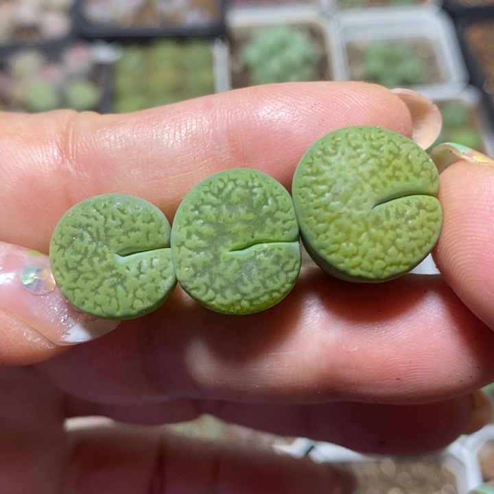 优选绿富贵吃豆人特价