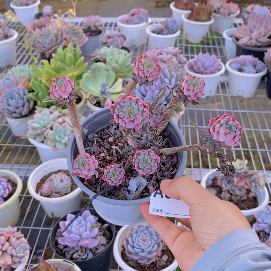 997蓝苹果一物一拍