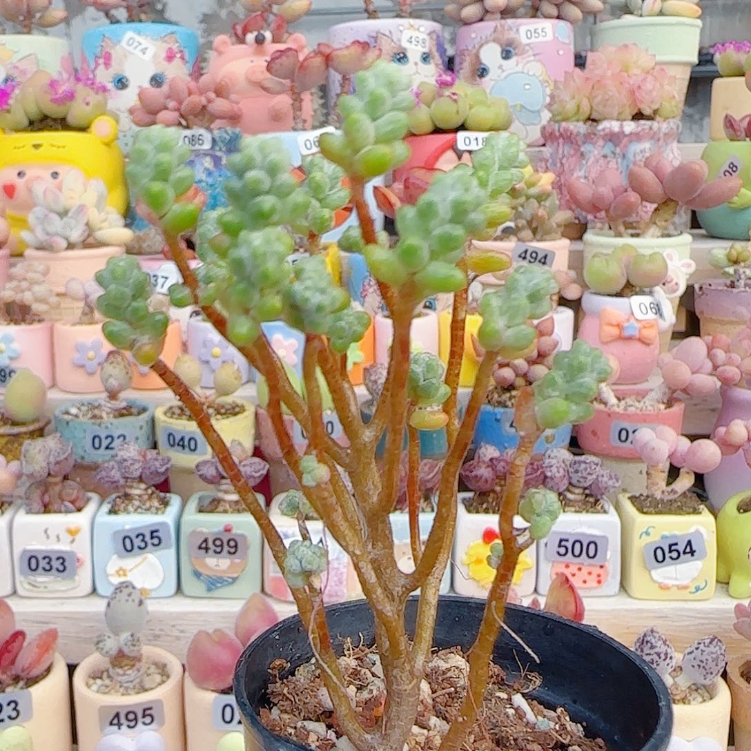 L 幸运树 盆口3.5cm