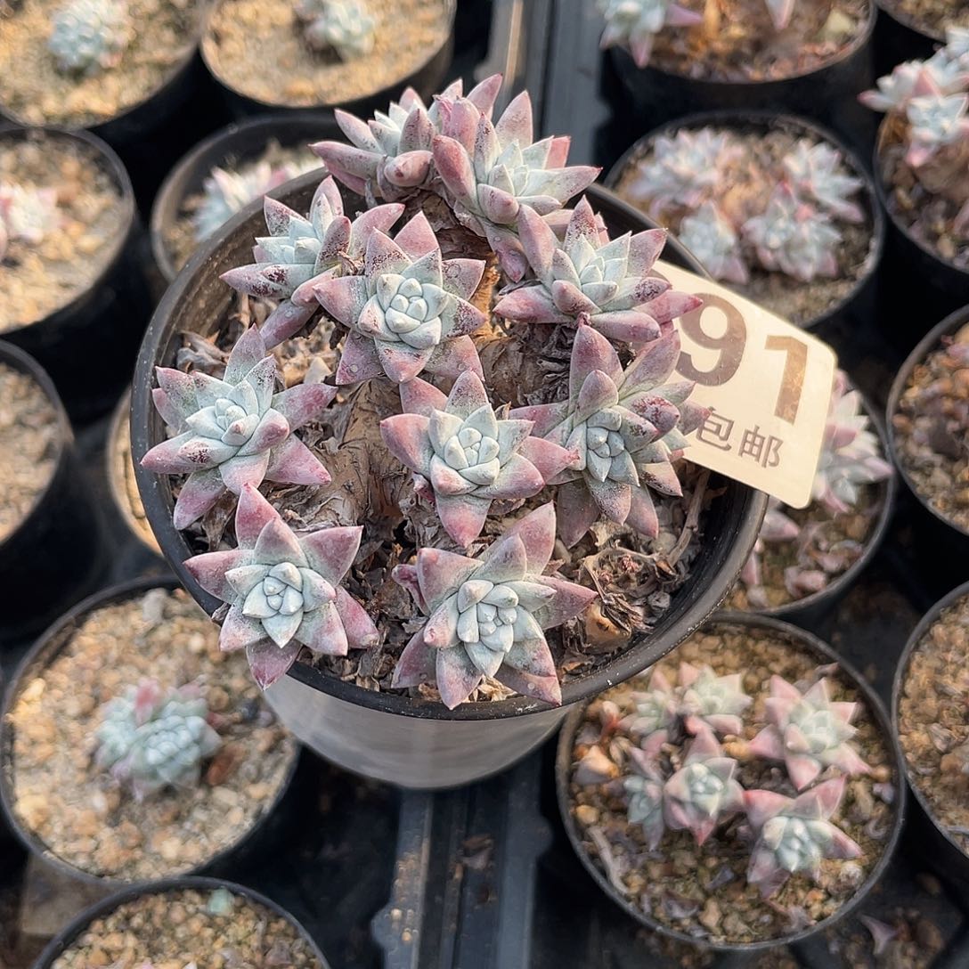 格诺玛丸叶格诺玛