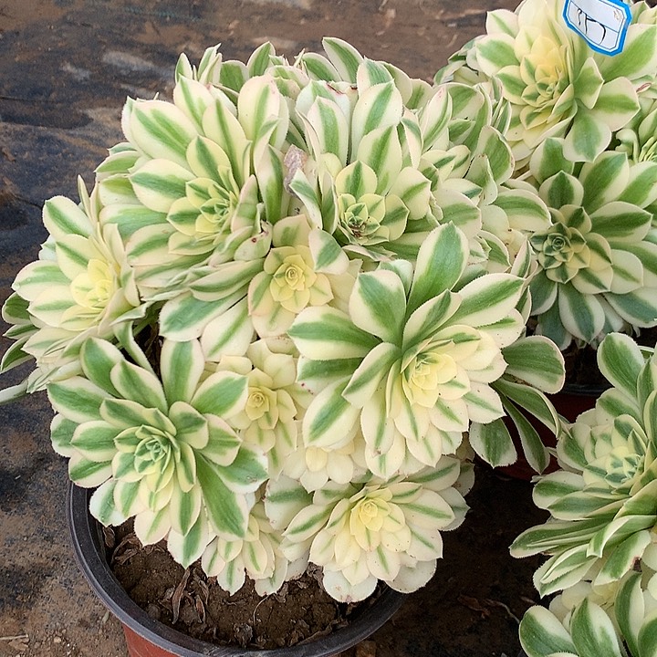 多肉植物麦吧合有砍23