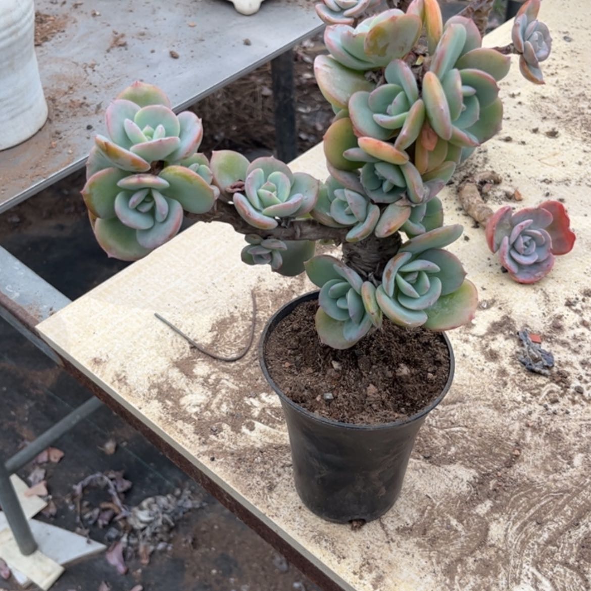 【闪购商品】无花朵芋*