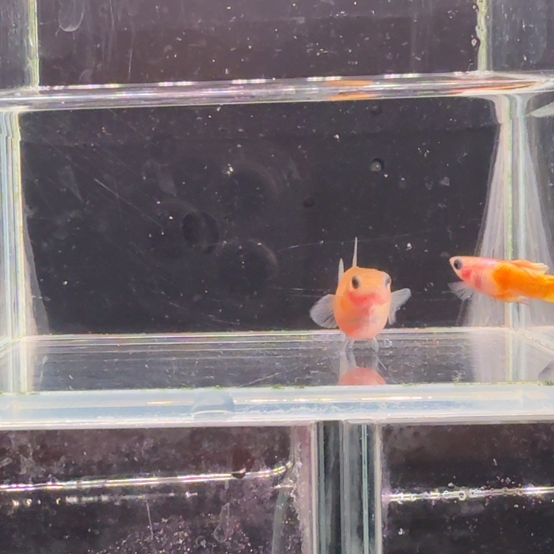 孔雀鱼黄金玻璃猫1对