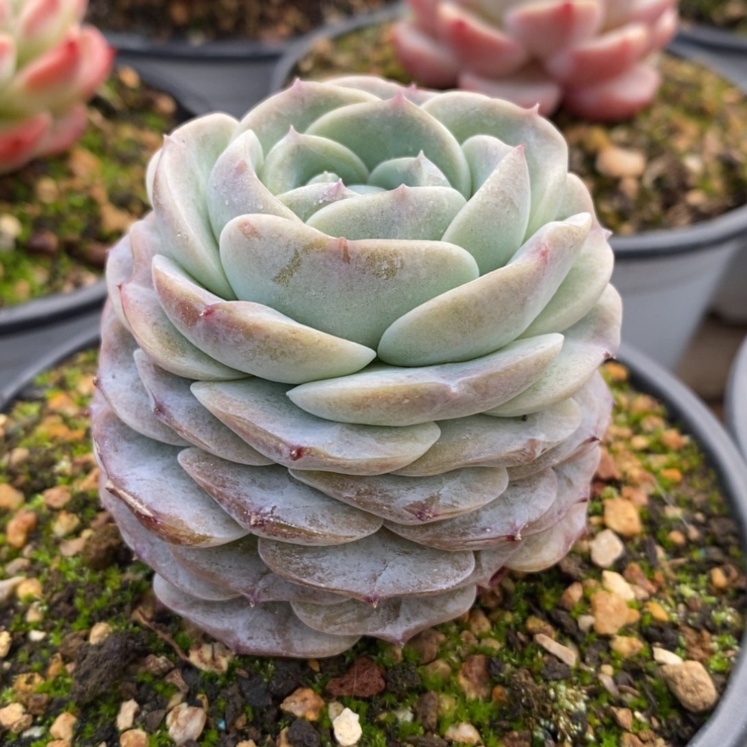 自助下单多肉下滑链接更多品种-紫魄