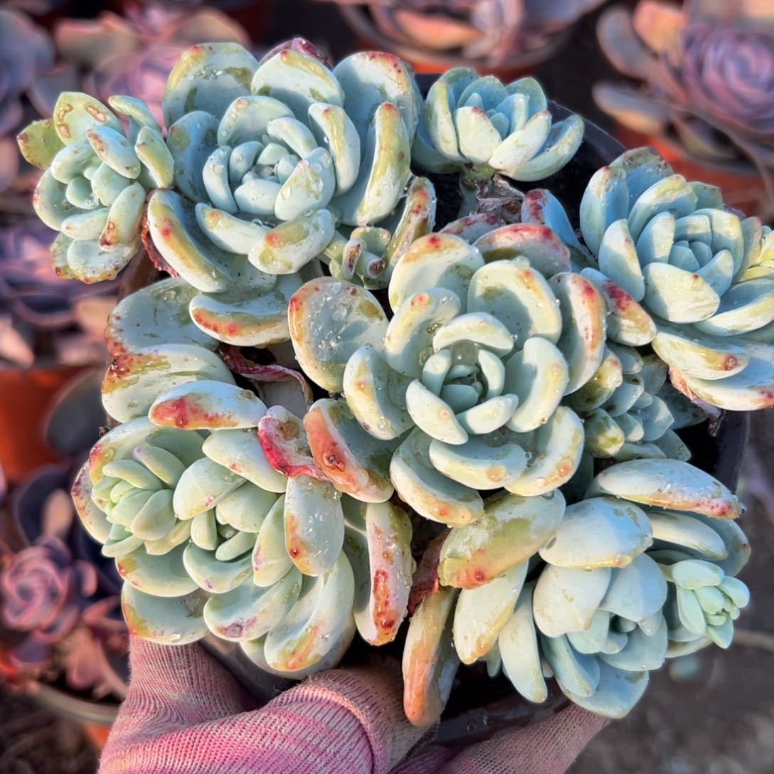 多婆婆问我我我哦哦哦哦