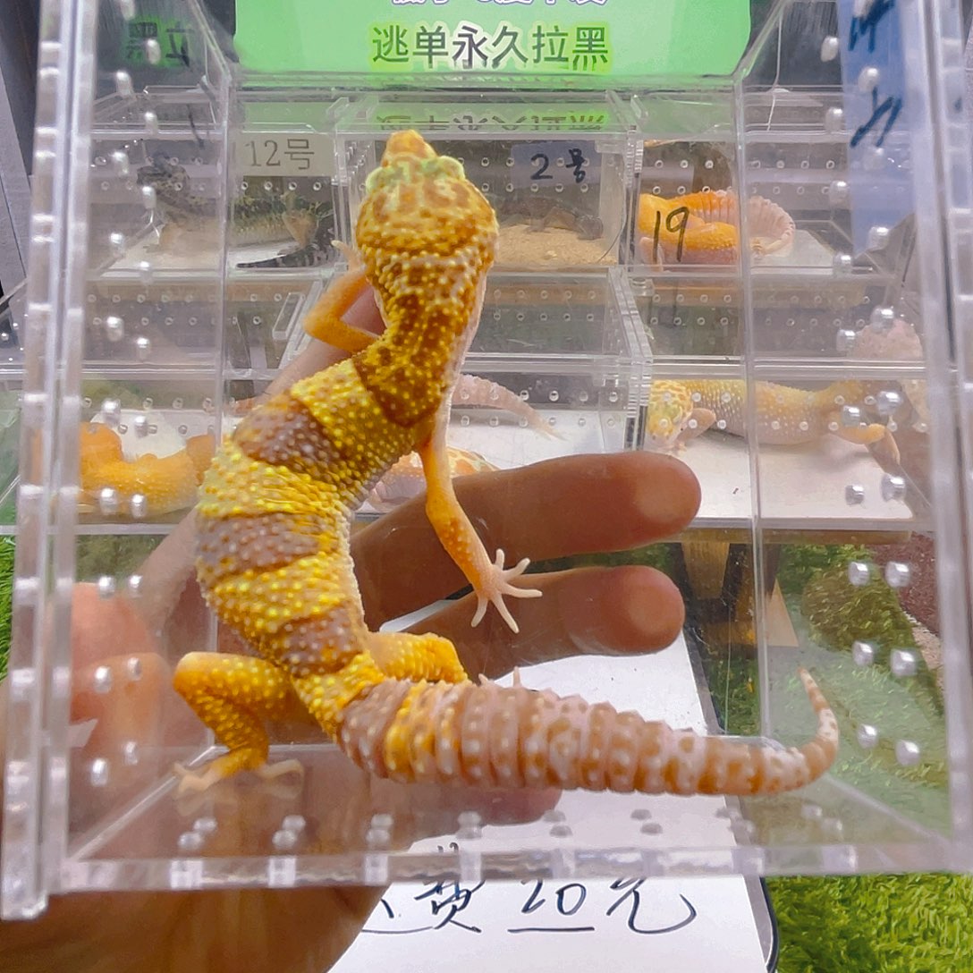 豹纹守宫豹纹守宫苗子成体亚成