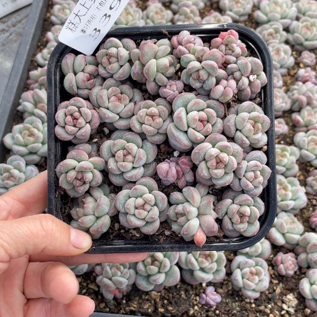 糕大上多肉植物339