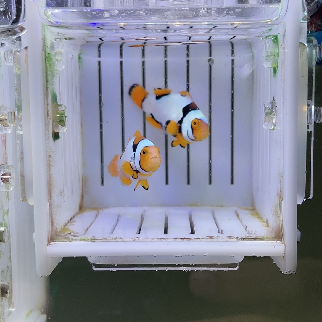 海水鱼毕加索小丑鱼