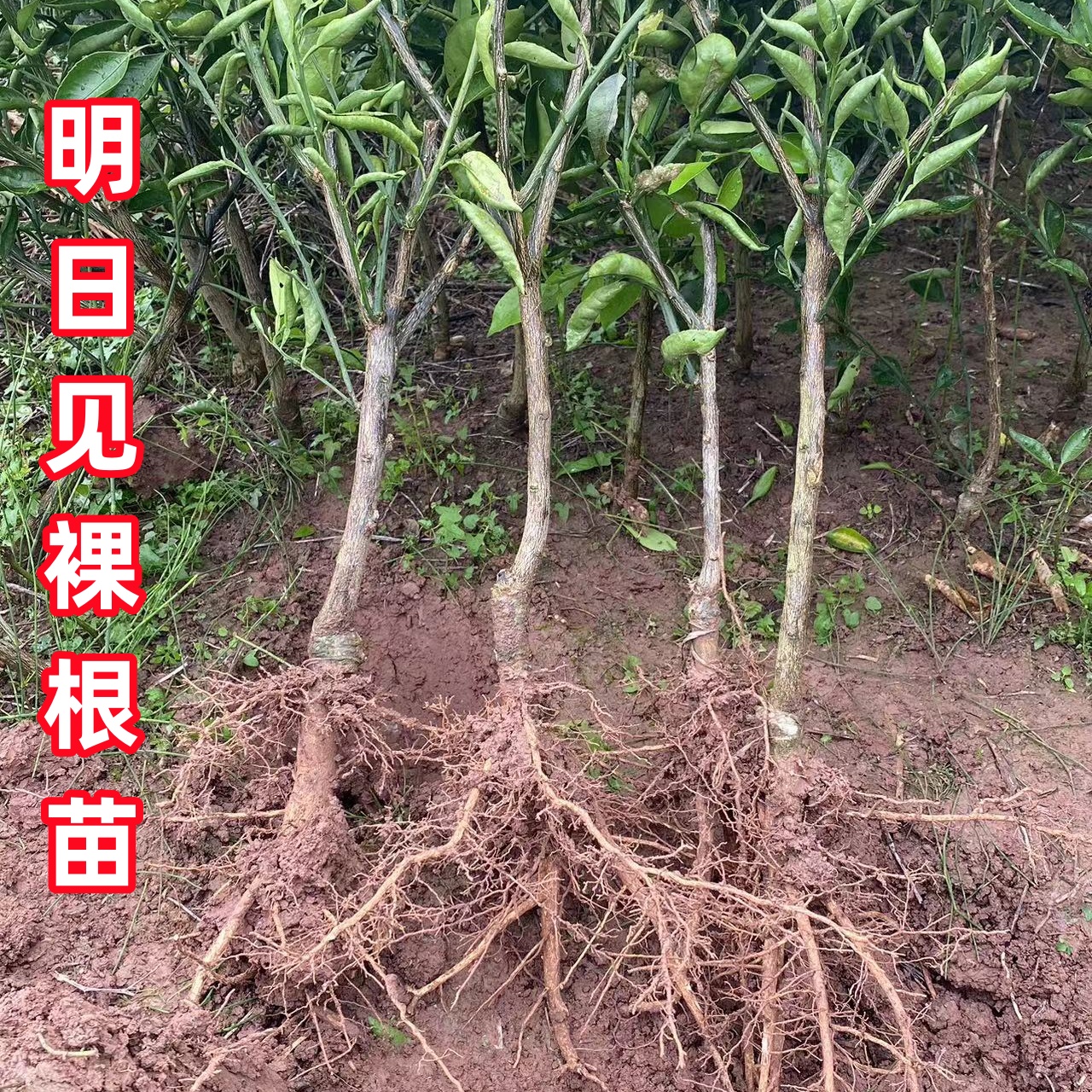 橘子树正宗嫁接【明日见】橘子树苗盆栽地载四川发货