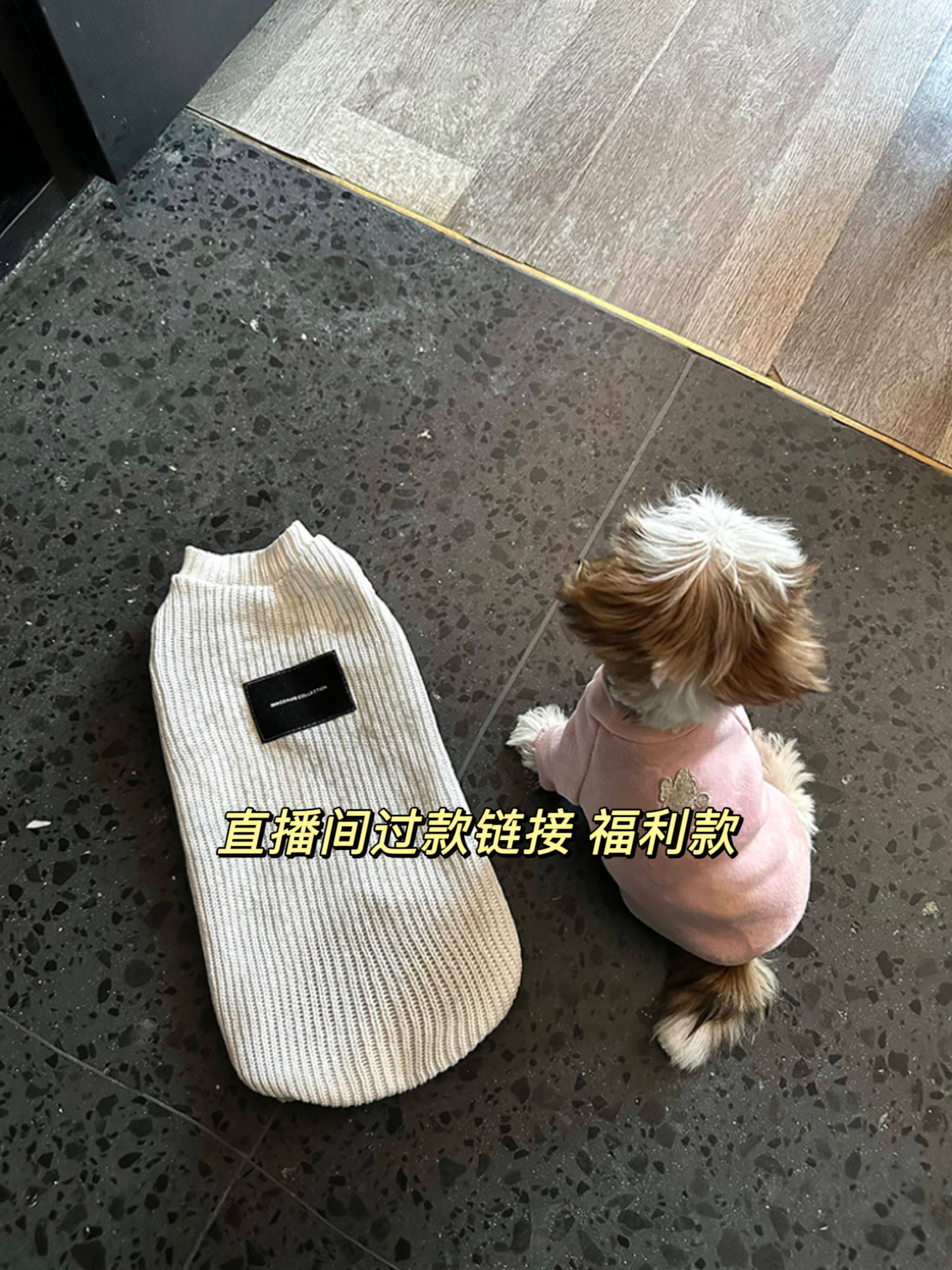 （直播过款）福利款no退no换理性下单宠物衣服猫咪