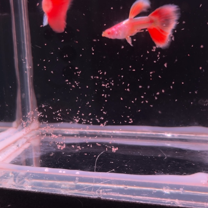 孔雀鱼半月尾虎珀1对