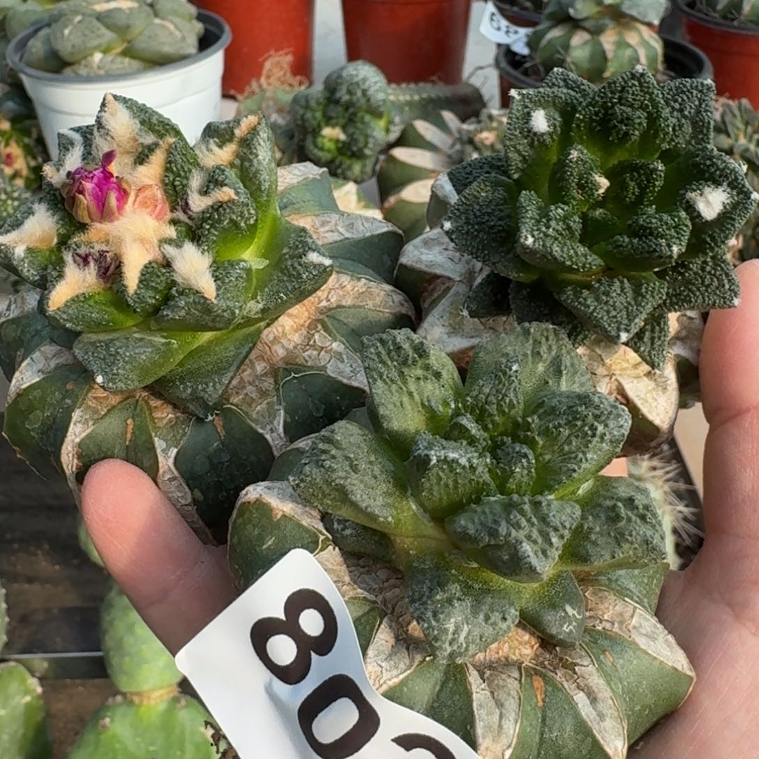 【闪购商品】无花朵福利三款捡漏牡丹802