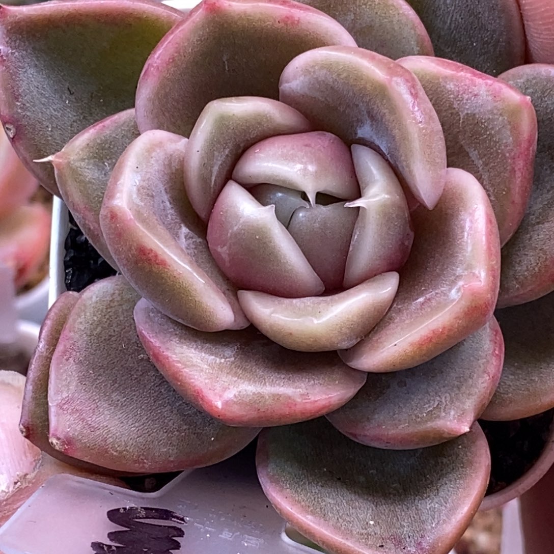 天官赐福百无禁忌