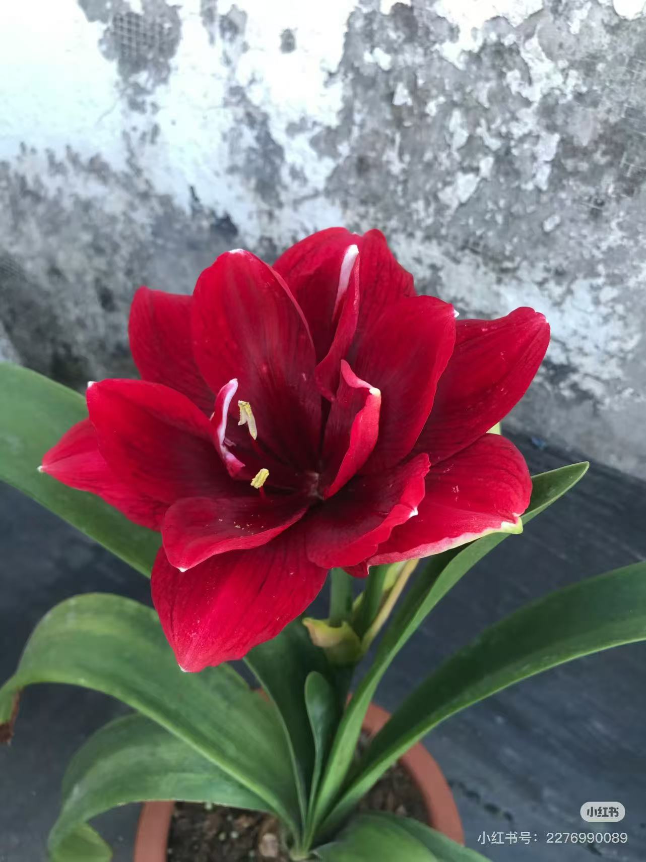 【红酒】 包邮 二胖花园 朱顶红种球 自然球