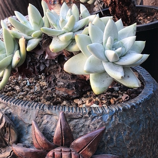 拇指仙女棒仙女棒