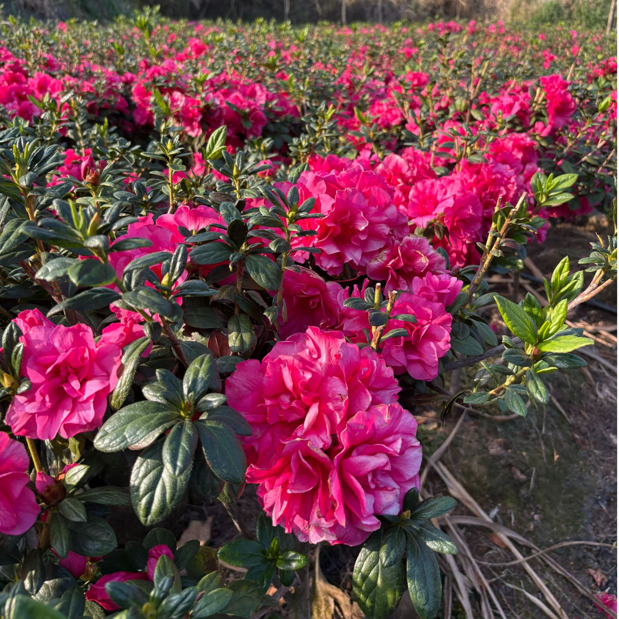 杜鹃花四季杜鹃花盆栽花卉植物室内外大棵带花苞四季好养绿植鲜花