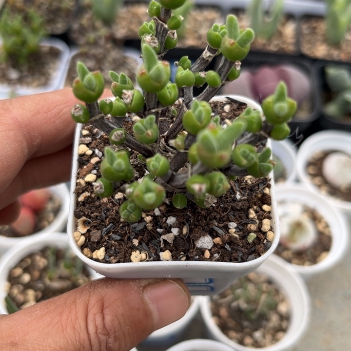 枝干小兔子可爱多肉606