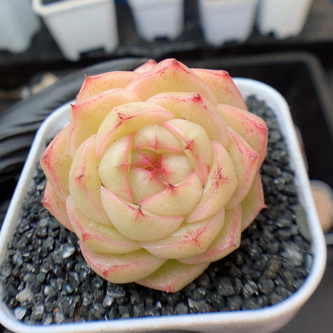 多肉植物。 麦秆29