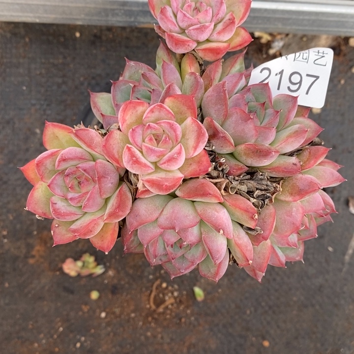 ¹***࿐2197杂交老桩基地～12厘米