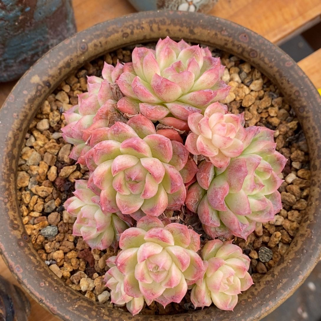 精晶多肉一物一拍不包整60