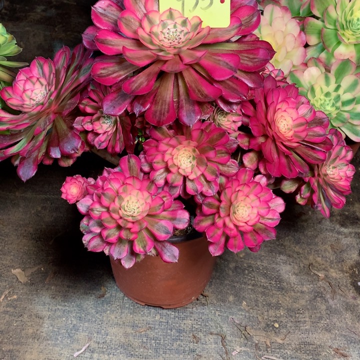 935红铜白多肉一物一拍～